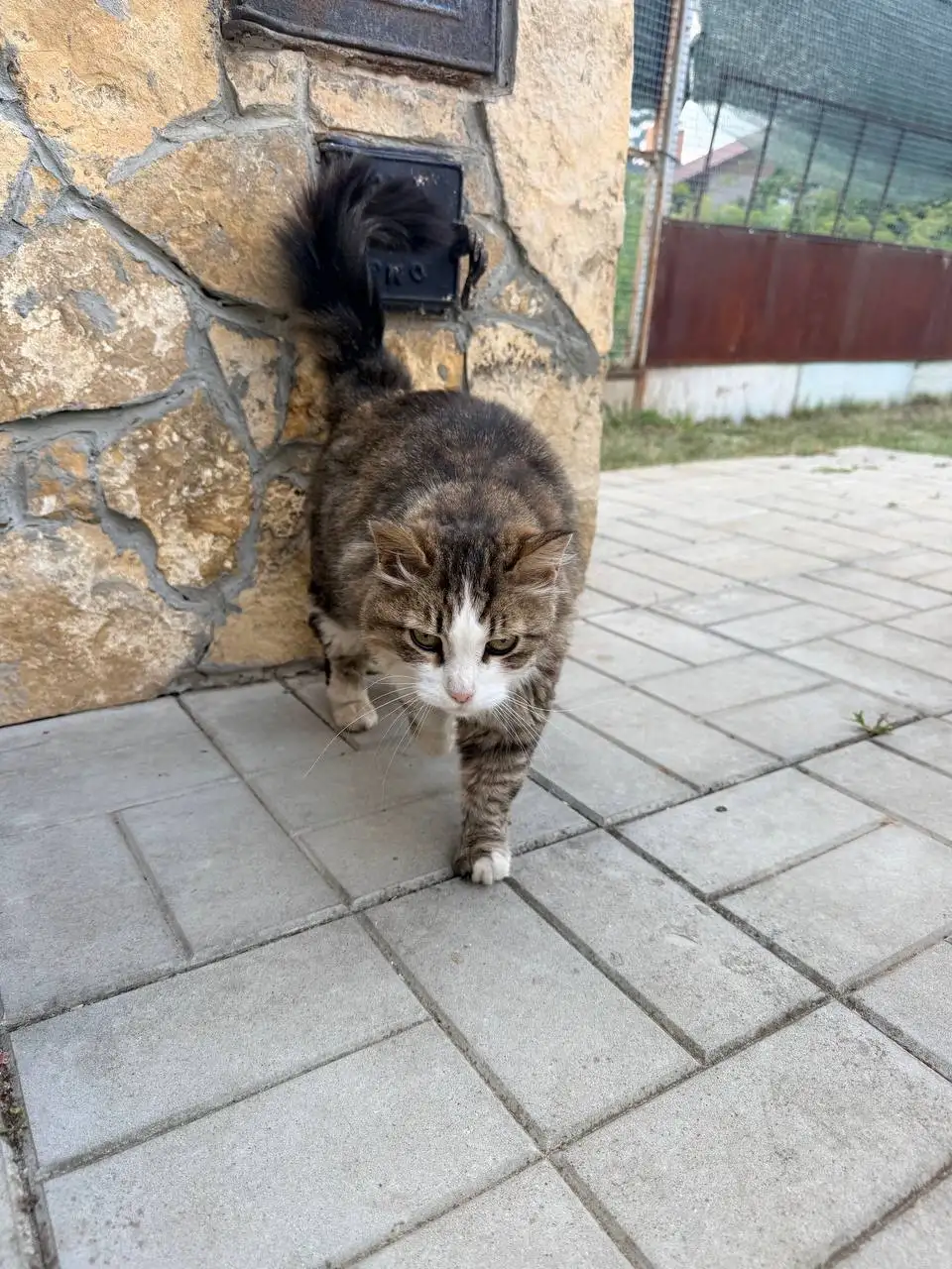 Потерялся кот или кошка в Энгельсе - Потеряшки (Животные) в Энгельс