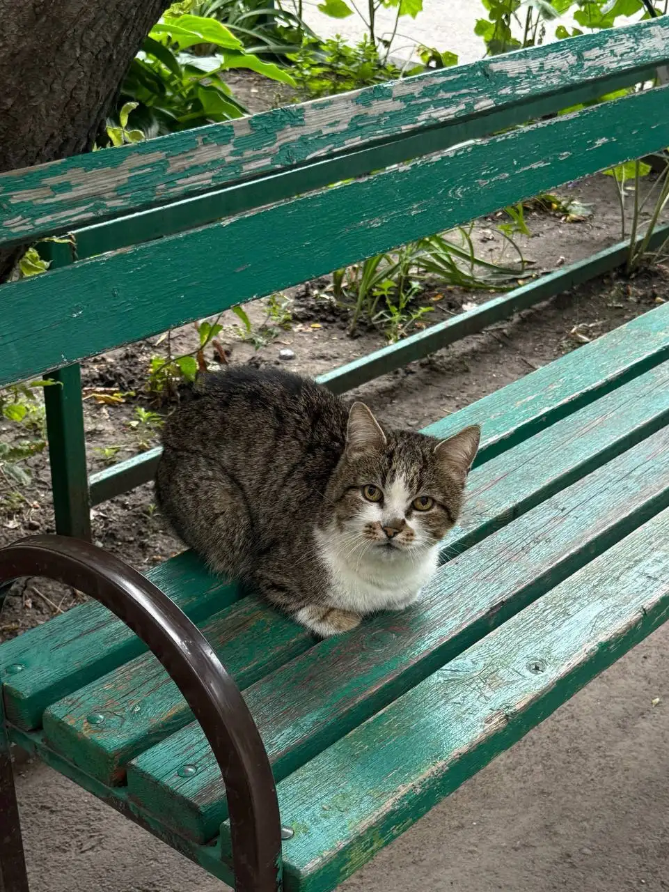 Ищу дом котику - Кошки (Животные) в Саратов