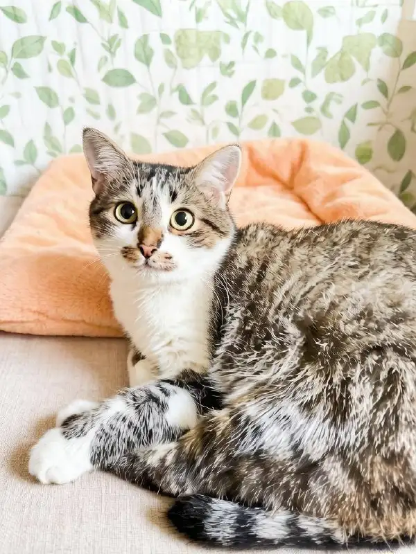 Кошка Матрёшка ищет дом - Кошки (Животные) в Саратов
