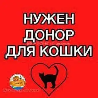 Ищу донора для кошки с лейкозом - Услуги в Саратов