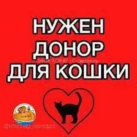 Ищу донора для кошки с лейкозом - Услуги в Саратов