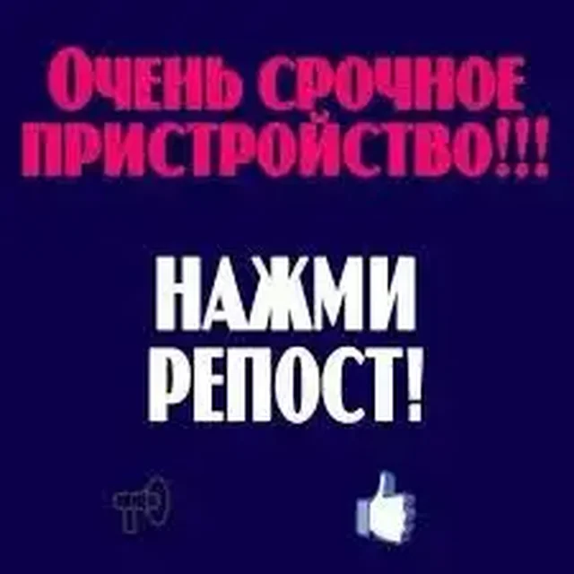 Пристрой хаски, откликов нет - Щенки в Саратов