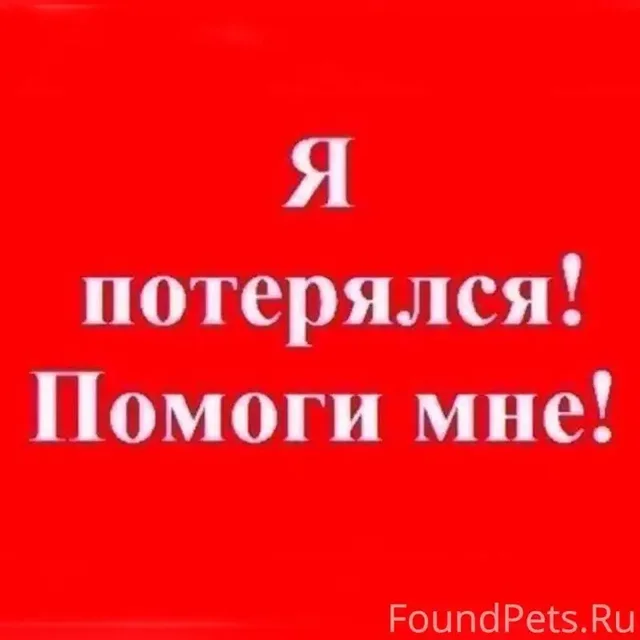 Потерялась черная кошка - Корма для животных в Саратов