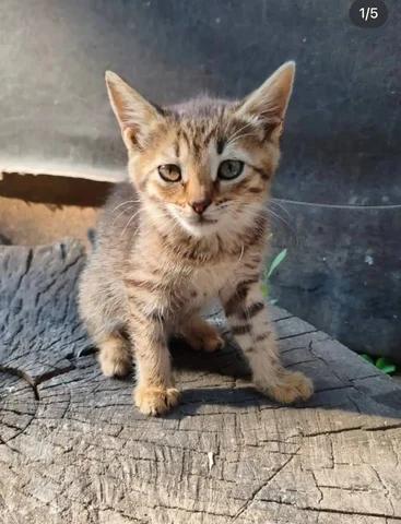 Спасите котенка: ищем добрые руки - Кошки в Саратов
