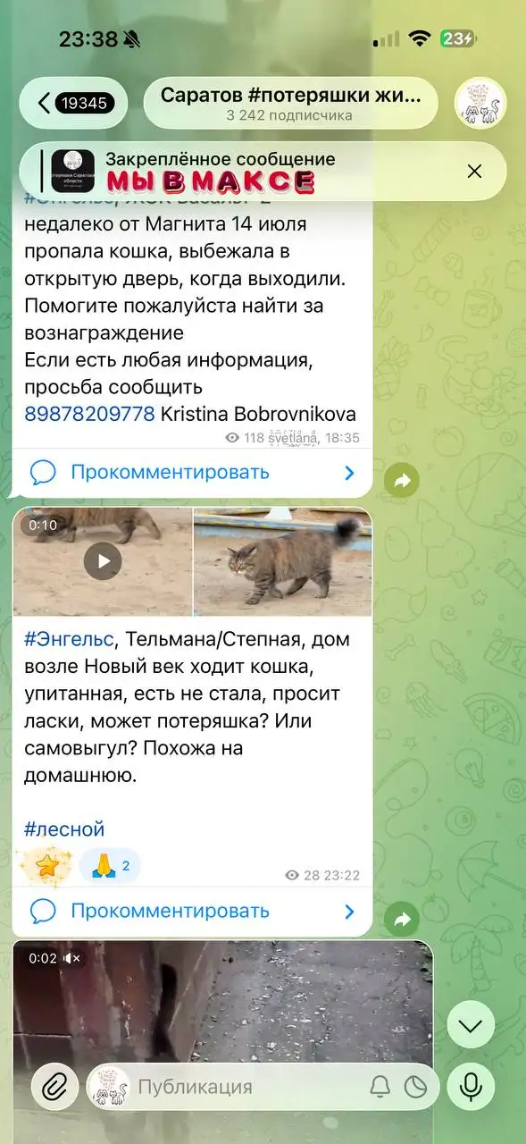 Потеряшка - Потеряшки (Животные) в Саратов