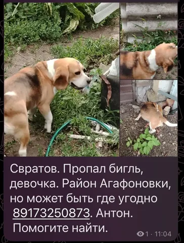 Cобаку нашли, забрали домой - Щенки в Саратов