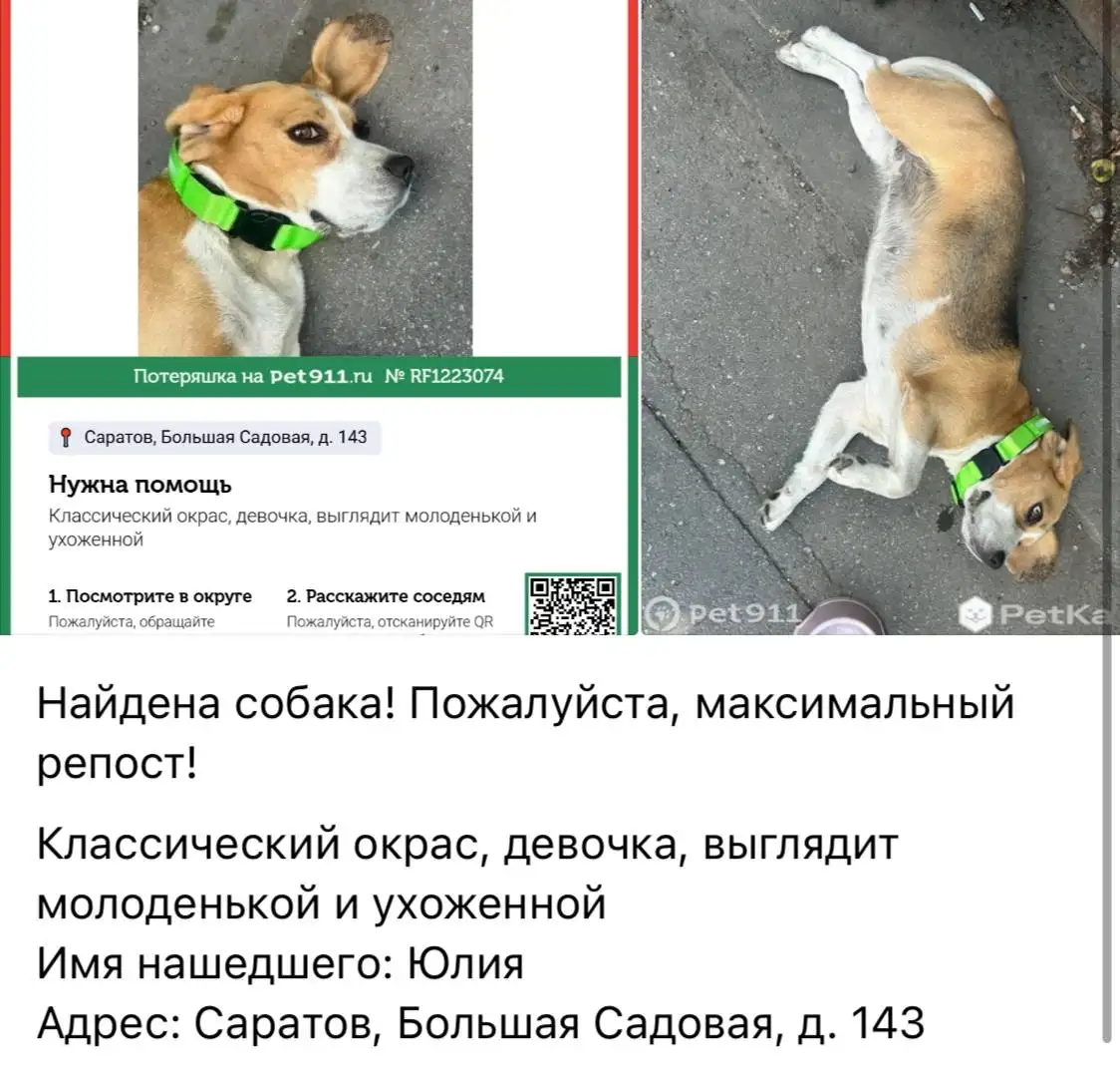 Потеряшка в Саратове - Животные в Саратов