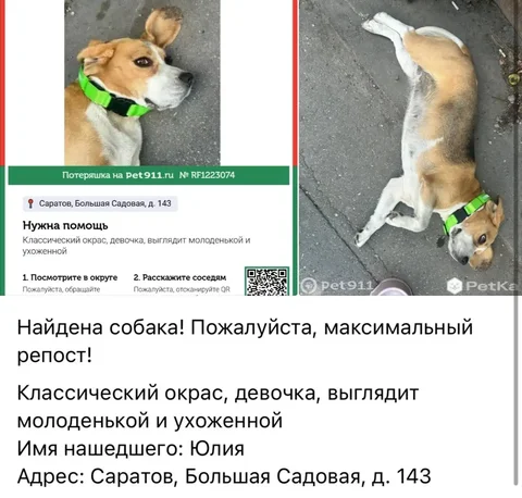 Потеряшка в Саратове - Корма для животных в Саратов