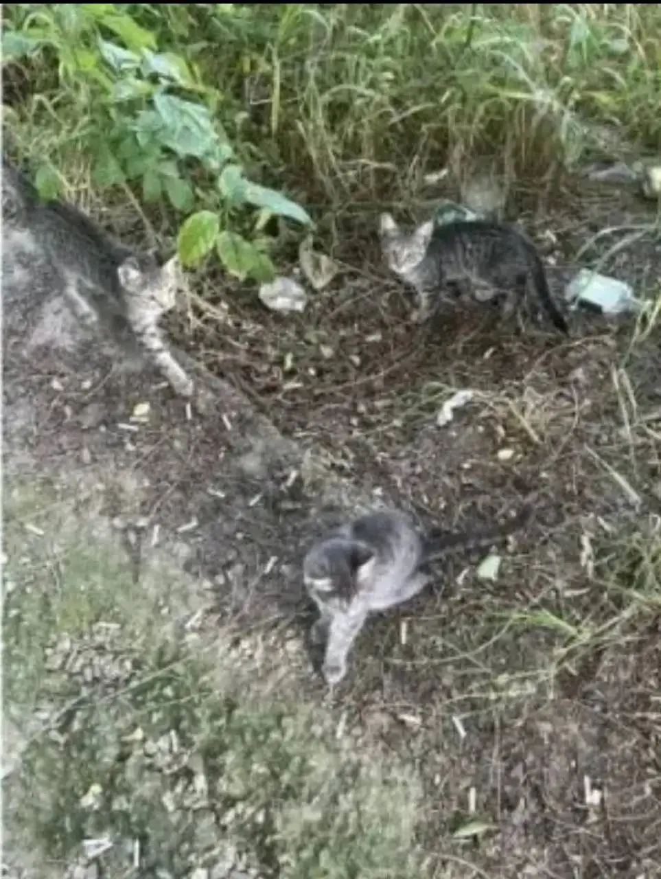 Ищут дом котята - Кошки (Животные) в Саратов