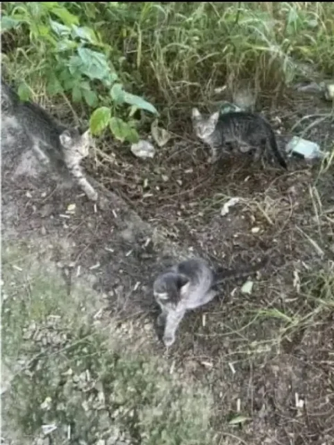 Ищут дом котята - Кошки в Саратов