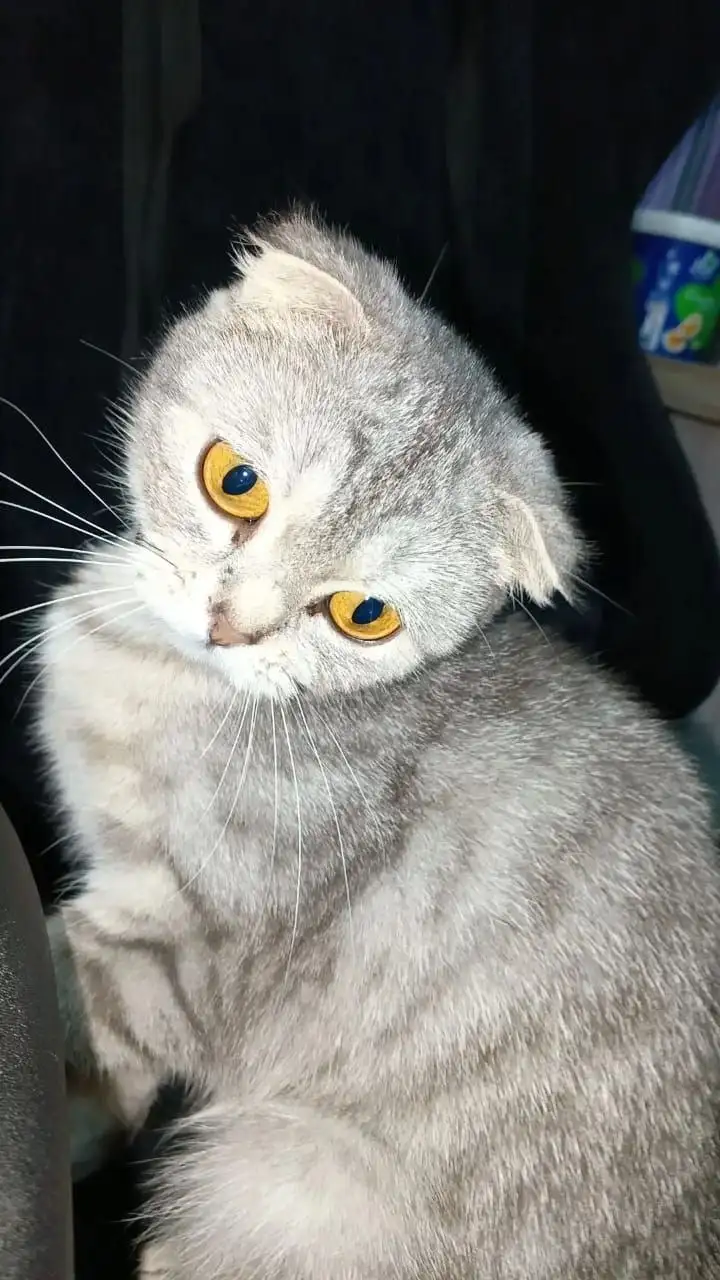 Отдам кошку в добрые руки - Кошки (Животные) в Саратов