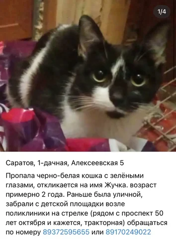 Потеряшка: черный и белый питомец - Корма для животных в Саратов