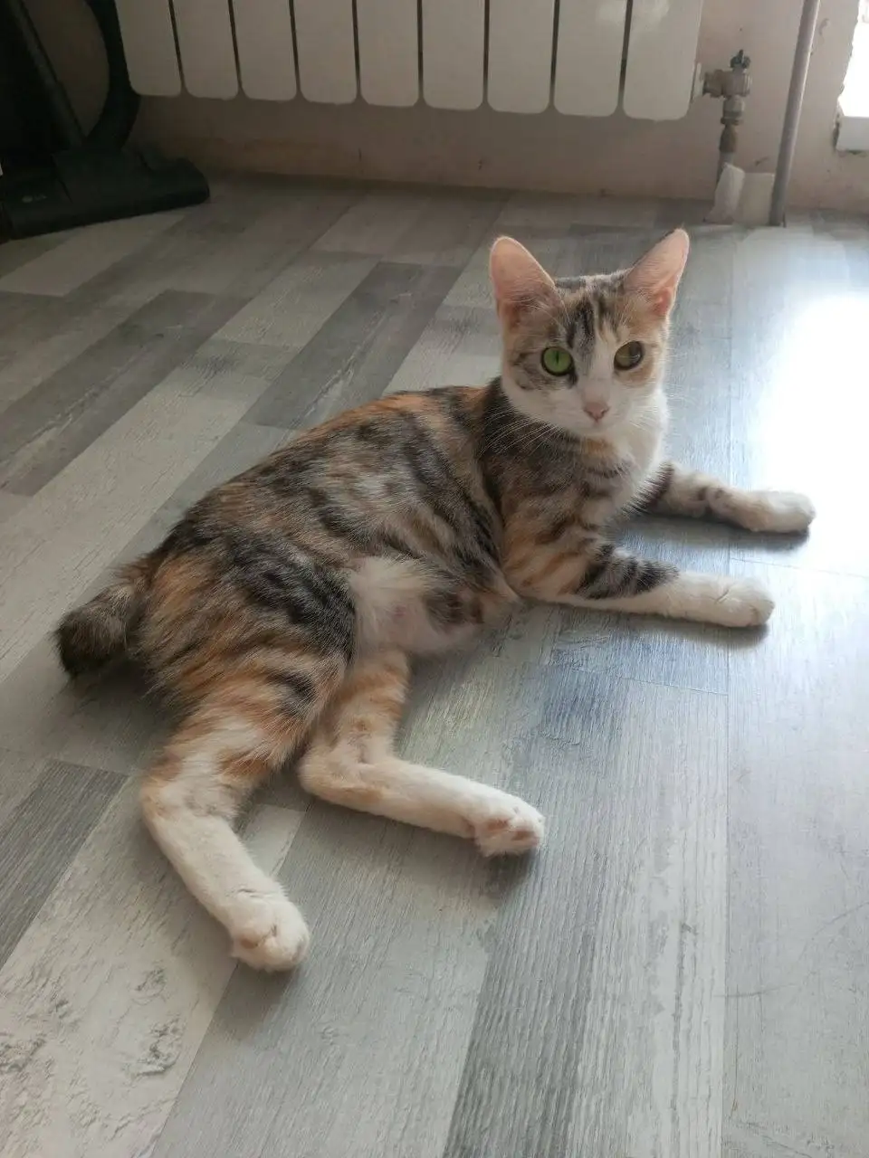 Котята в добрые руки - Животные в Саратов