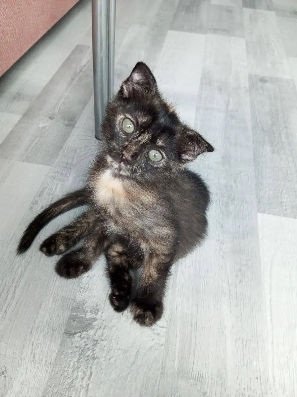 Котята в добрые руки - Животные в Саратов