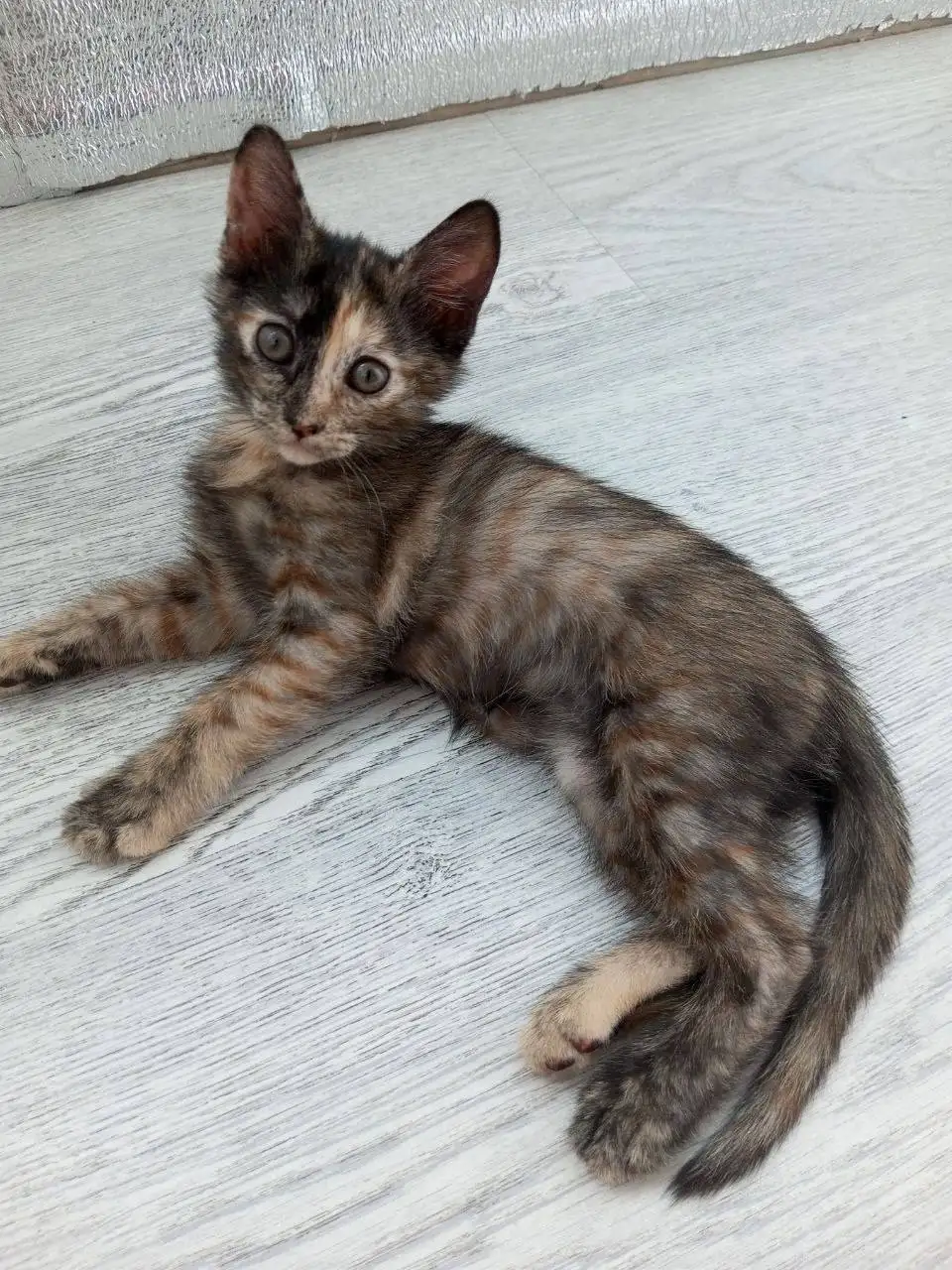 Котята в добрые руки - Животные в Саратов