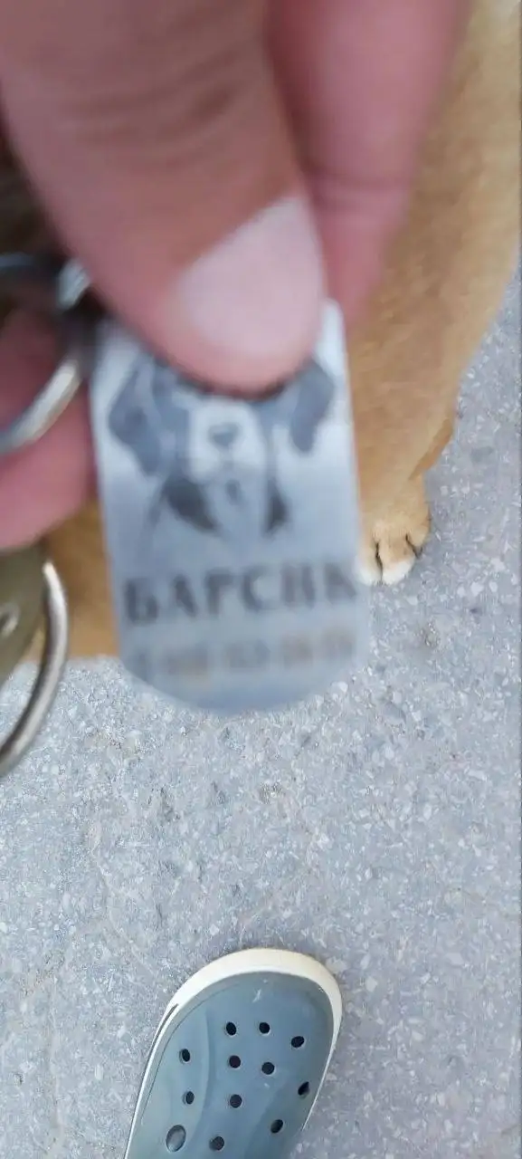 Потерялся домашний пес - Животные в Саратов