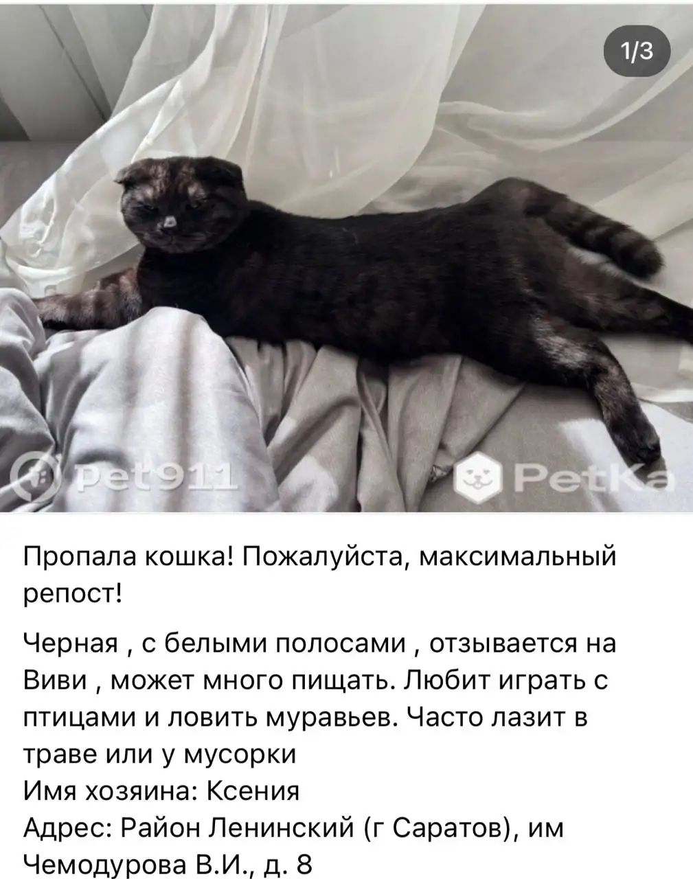 Черная кошка/собака потерялась - Потеряшки (Животные) в Саратов