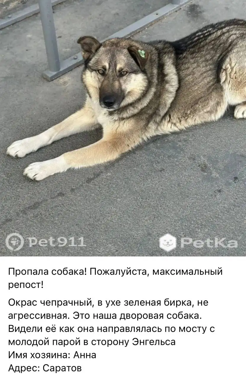 Потеряшки в Саратове - Поиск животных (Животные) в Саратов