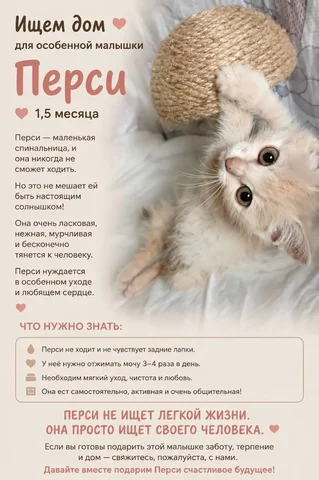 Котенок Перси ищет дом - Кошки в Саратов
