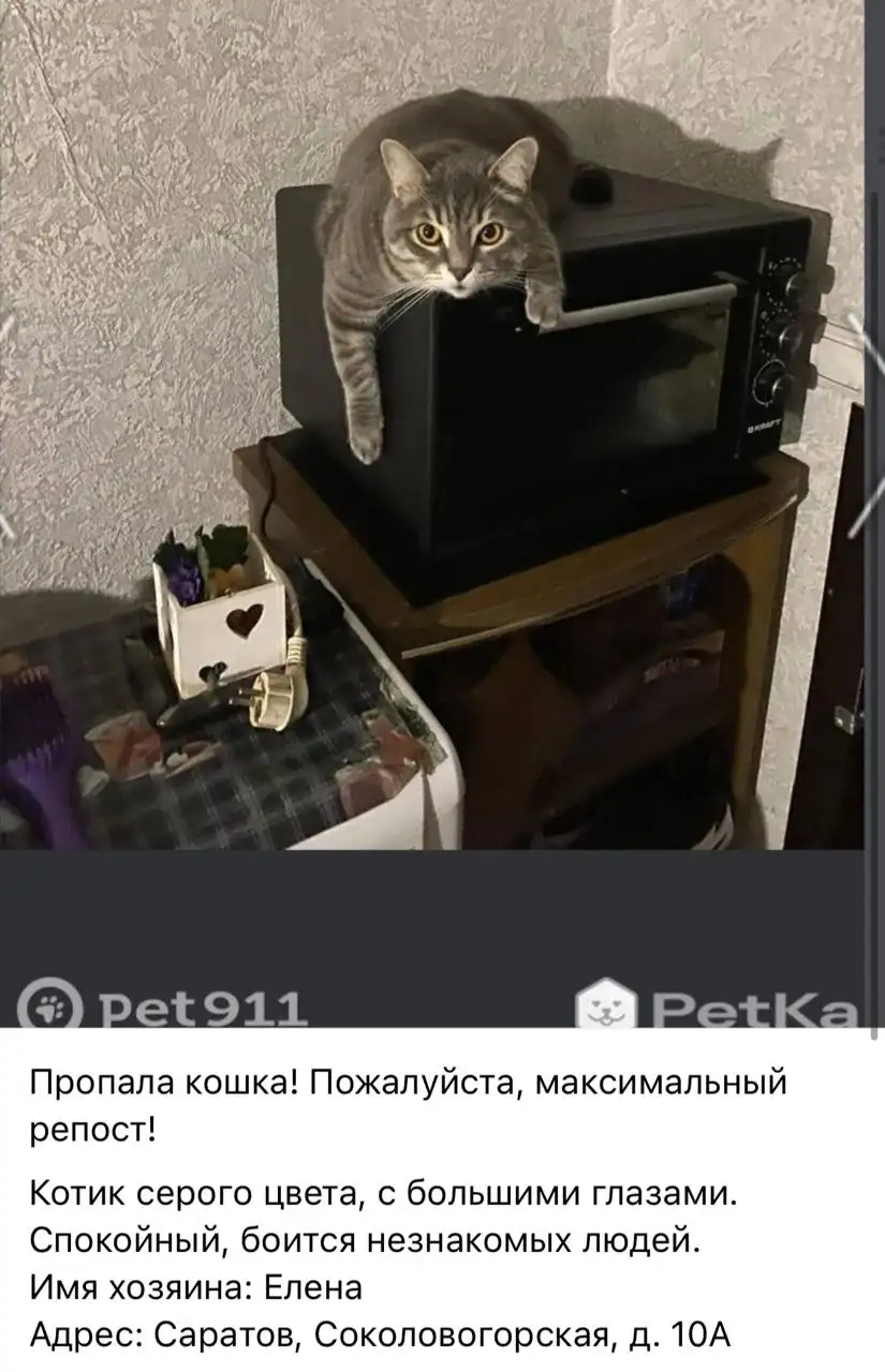 Потеряшки: кошки и собаки - Потеряшки (Животные) в Саратов