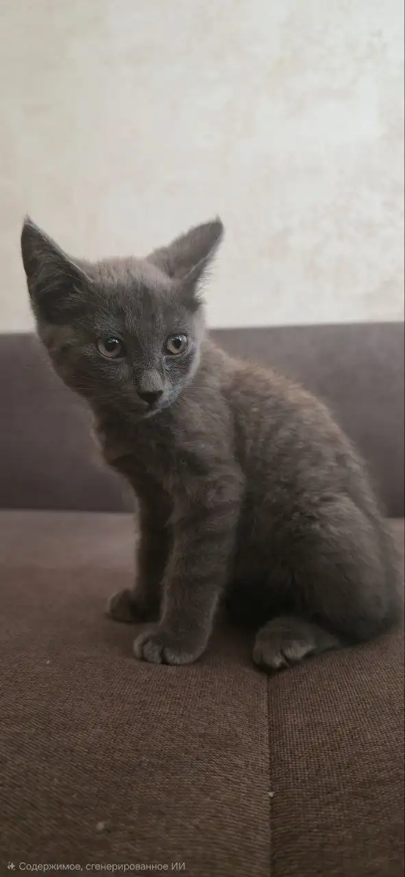 Отдам кошек в добрые руки - Кошки (Животные) в Саратов