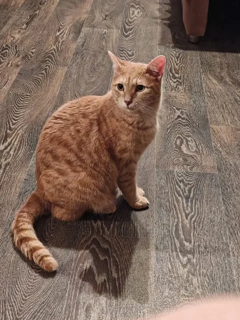 Котята в добрые руки - Кошки в Саратов