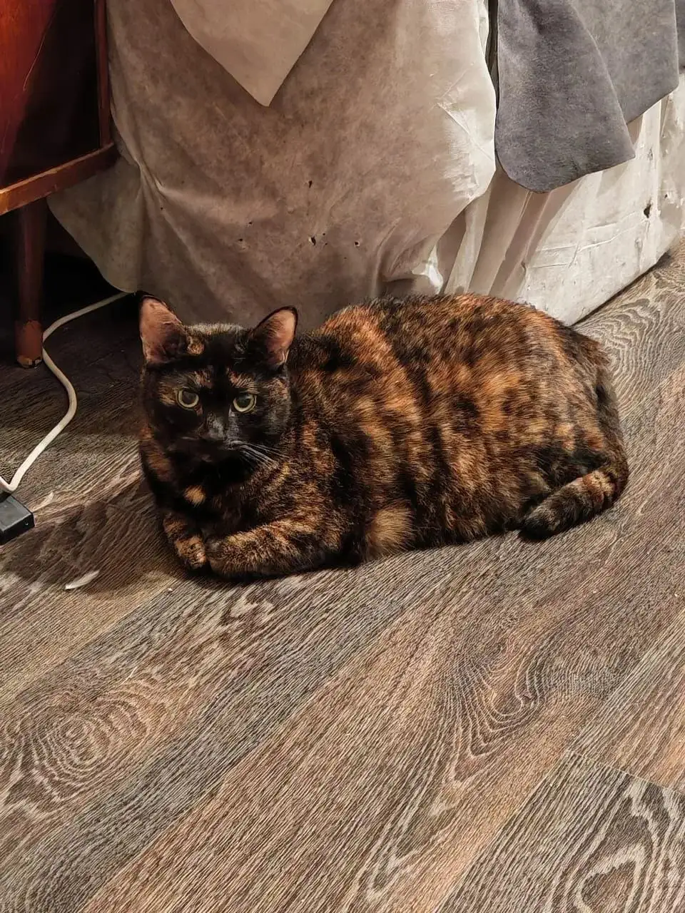 Котята в добрые руки - Кошки (Животные) в Саратов