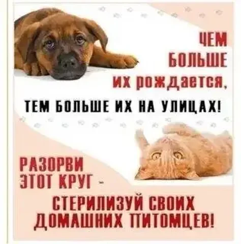 Отчёт по сбору для животных - Корма для животных в Саратов