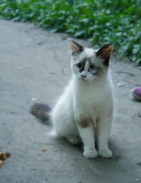 Кошечка в добрые руки - Кошки в Саратов