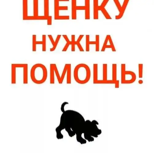 Нужна помощь щенку у Парка Победы - Животные в Саратов