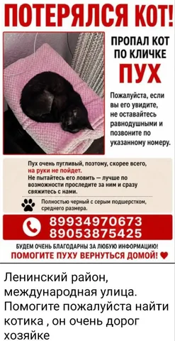 Потеряшки Саратов - Корма для животных в Саратов