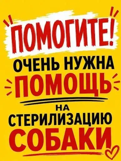 Срочный сбор на стерилизацию собаки Чапки - Благотворительность (Животные) в Саратов