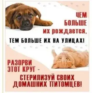 Отчёт по сбору для потеряшек - Безвозмездная помощь (Животные) в Саратов