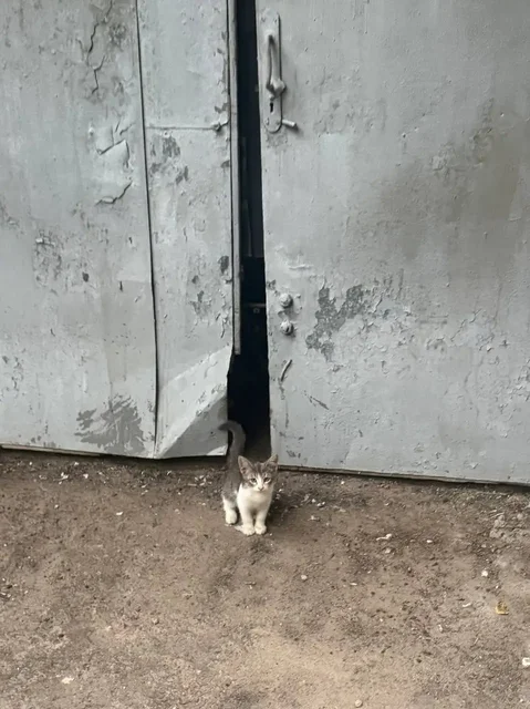 Котёнок на Школьной 17 - Кошки в Саратов