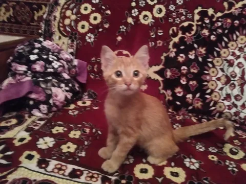 Ищет дом для кота - Кошки в Саратов