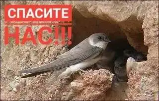 Срочная помощь ласточкам на пляже Городские Пески - Зоозащита (Животные) в Саратов