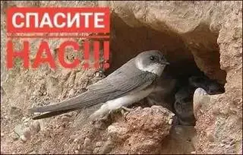 Срочная помощь ласточкам на пляже Городские Пески - Корма для животных в Саратов