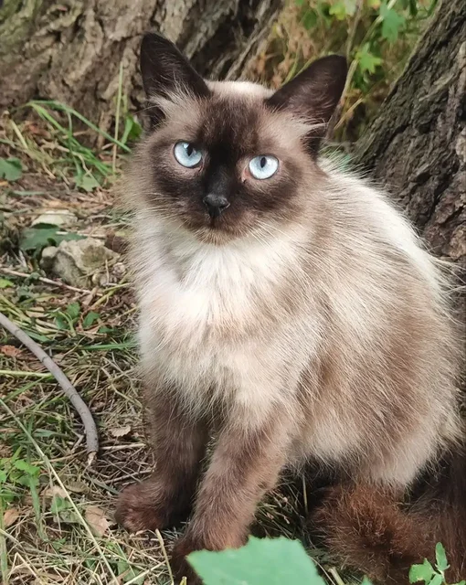 Отдам кошку и котят в добрые руки - Кошки в Саратов