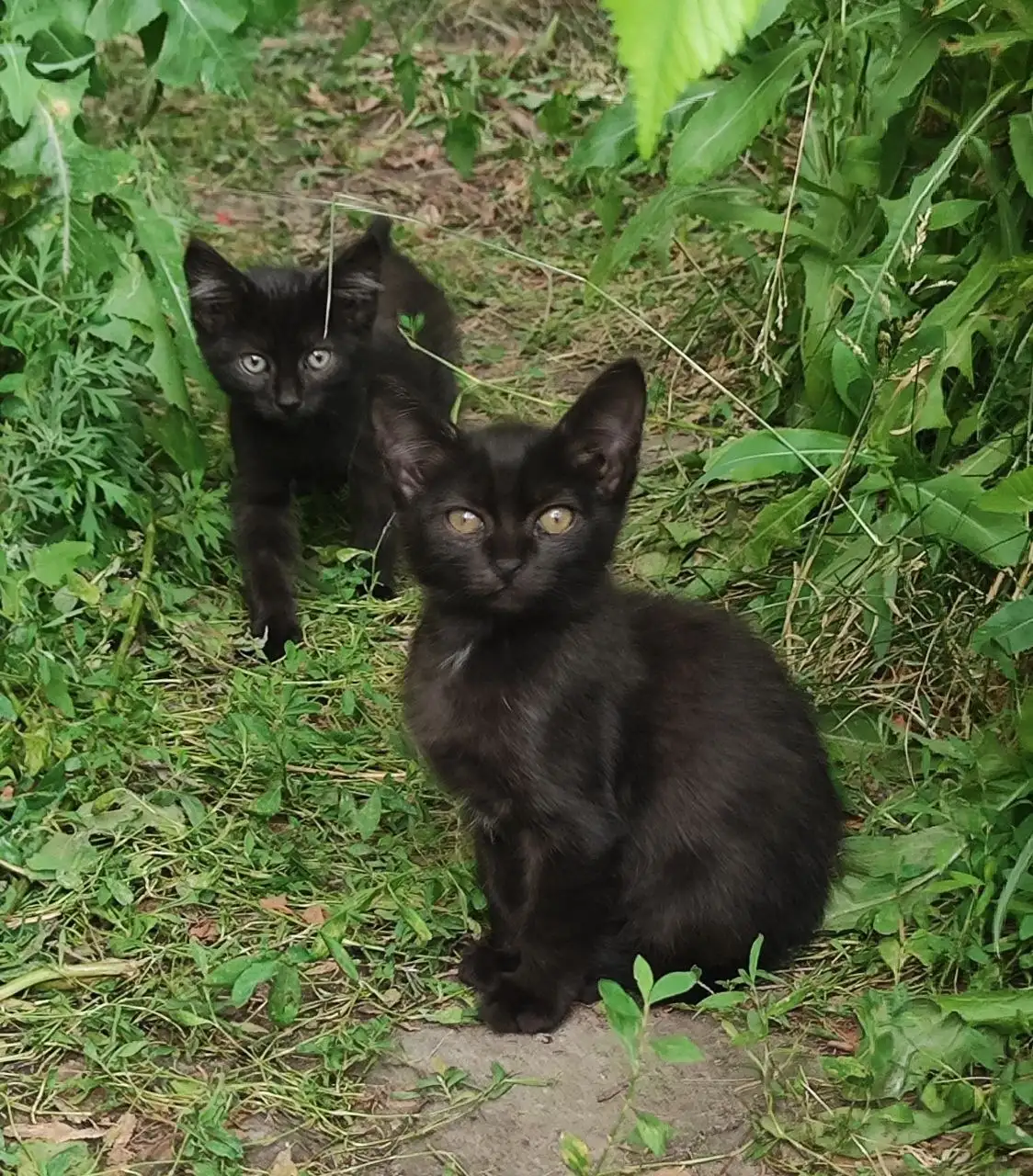 Отдам кошку и котят в добрые руки - Кошки (Животные) в Саратов