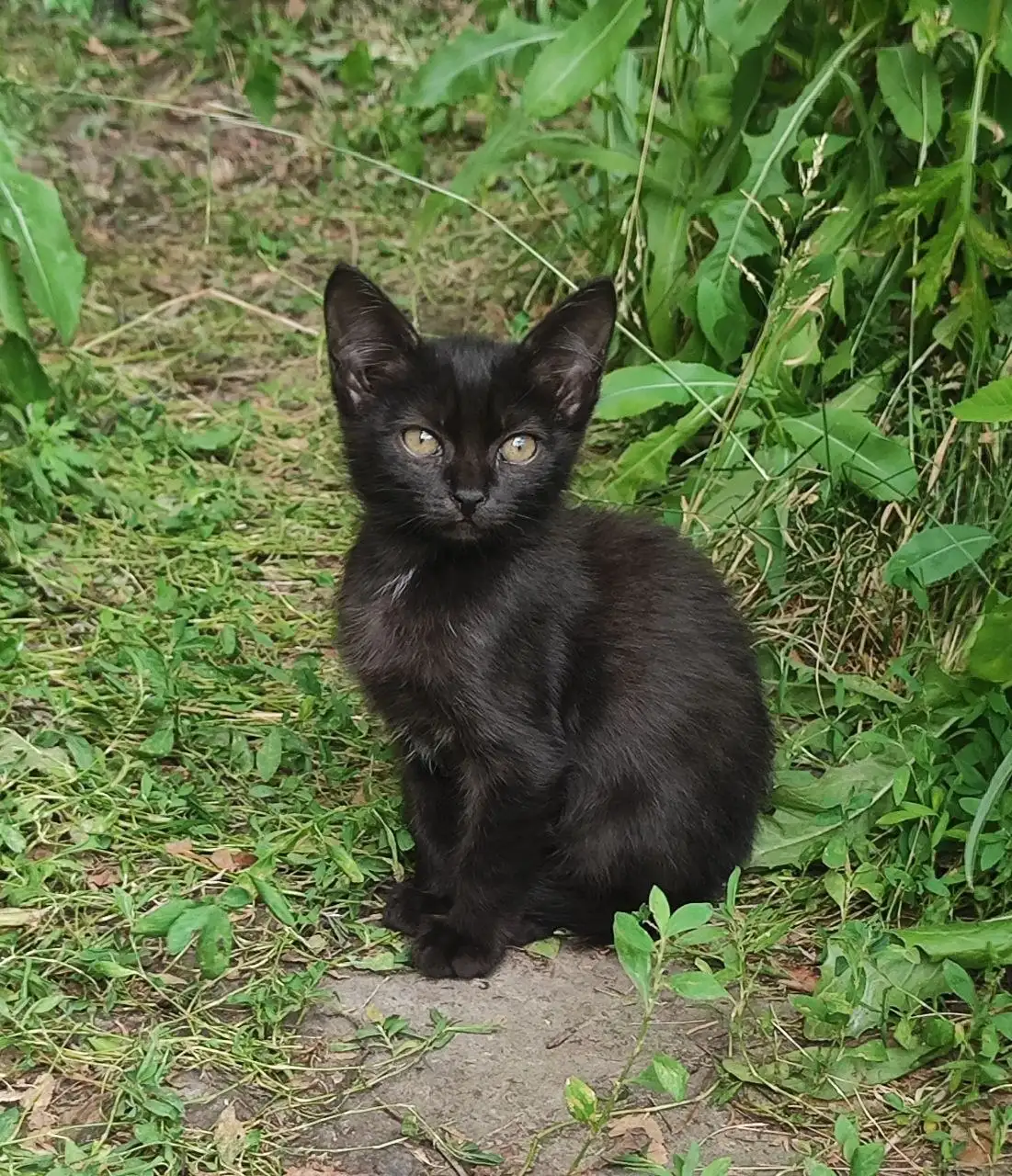 Отдам кошку и котят в добрые руки - Кошки (Животные) в Саратов