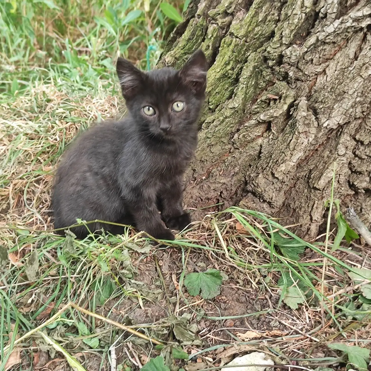 Отдам кошку и котят в добрые руки - Кошки (Животные) в Саратов