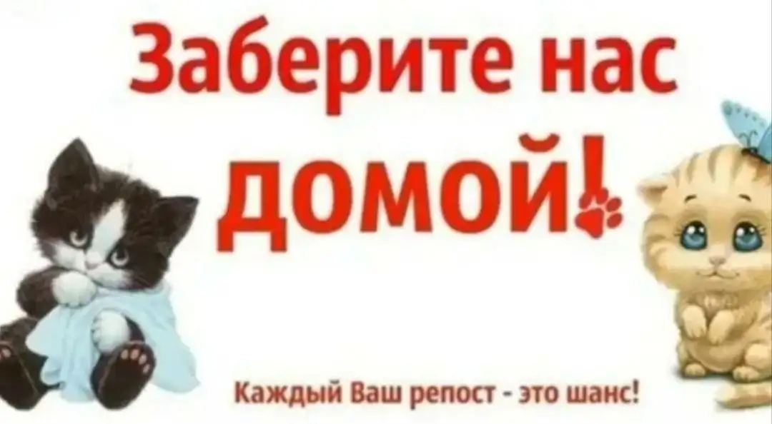 Отдам кошку и котят в добрые руки - Кошки (Животные) в Саратов