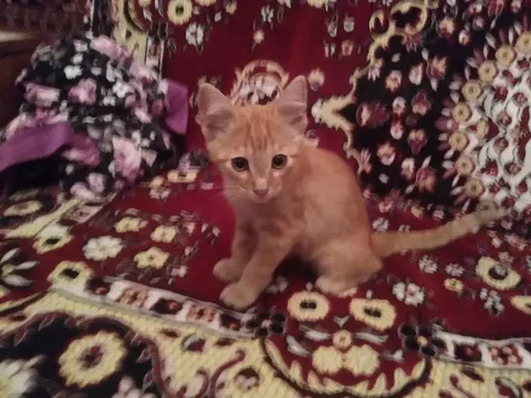 Найден рыжий котенок 3 мес., ищет хозяев - Кошки в Саратов