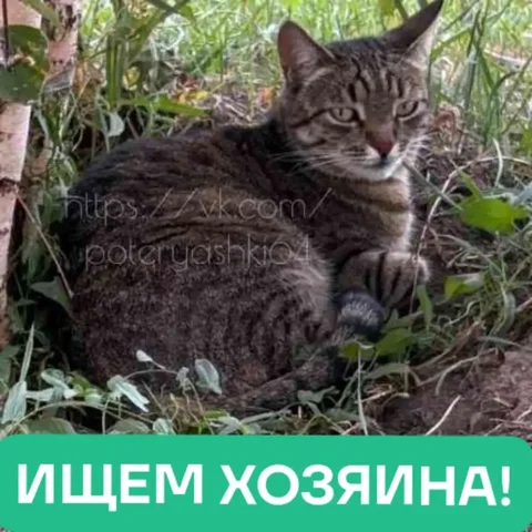 Найден потерянный кот - Корма для животных в Саратов