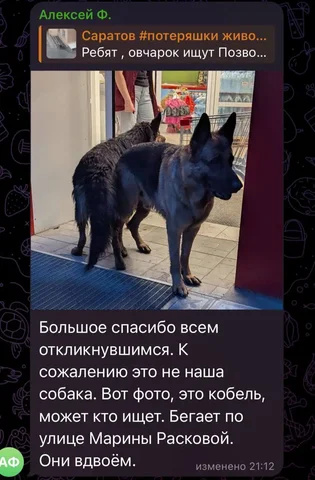 Потерянные животные в Саратове - Корма для животных в Саратов
