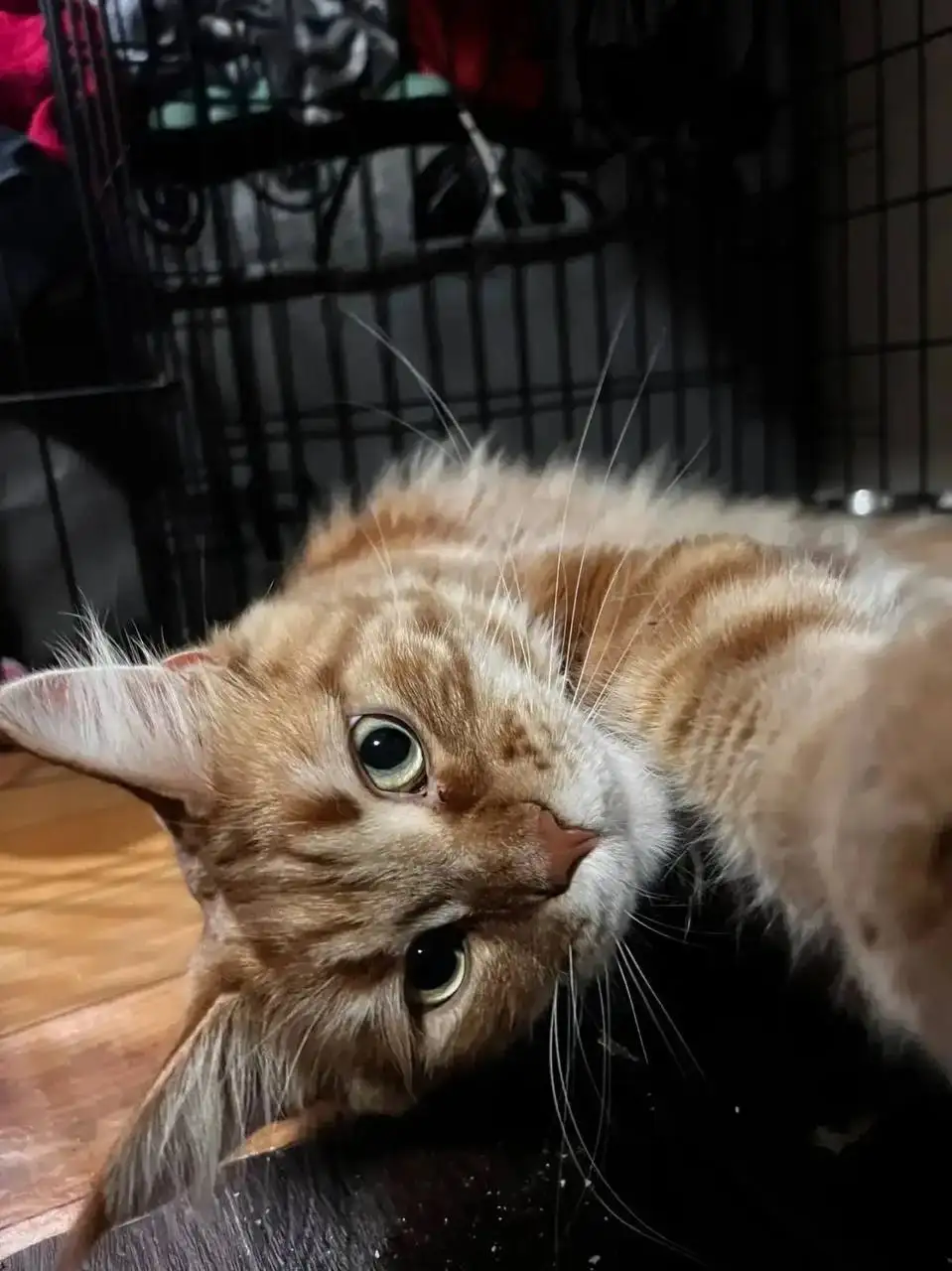 Сбор на протезирование лапок кота Левушки - Кошки (Животные) в Самара