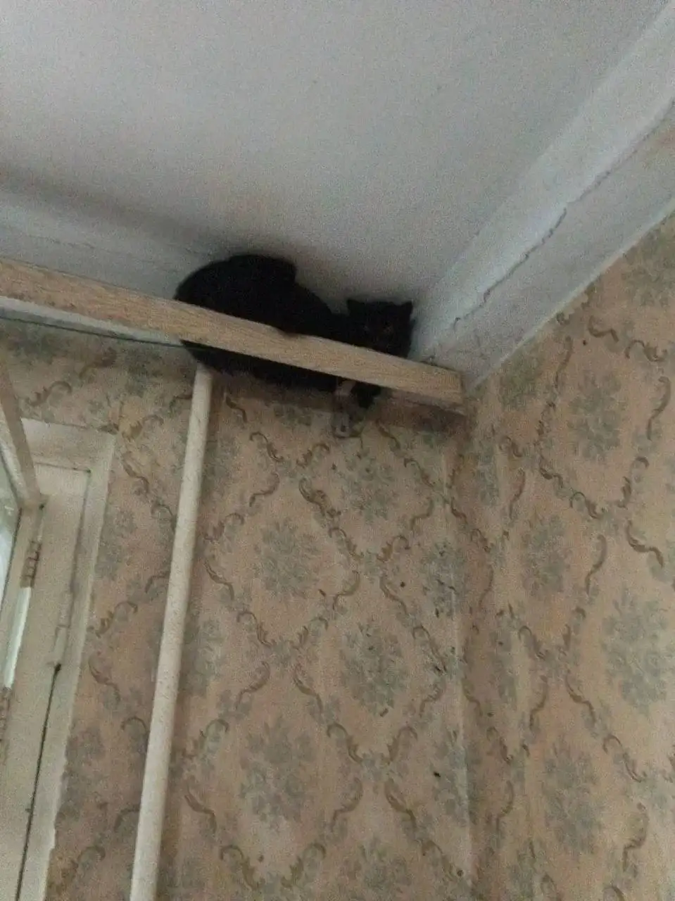 Срочная передержка для кошки в Саратове - Корма для животных в Саратов