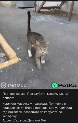 Потеряшки - Корма для животных в Саратов