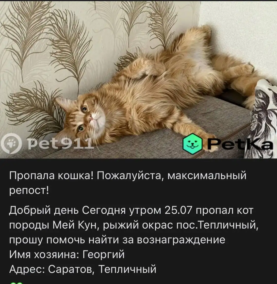 Пропал кот Мейн-кун в пос. Тепличный - Потеряшки (Животные) в Саратов