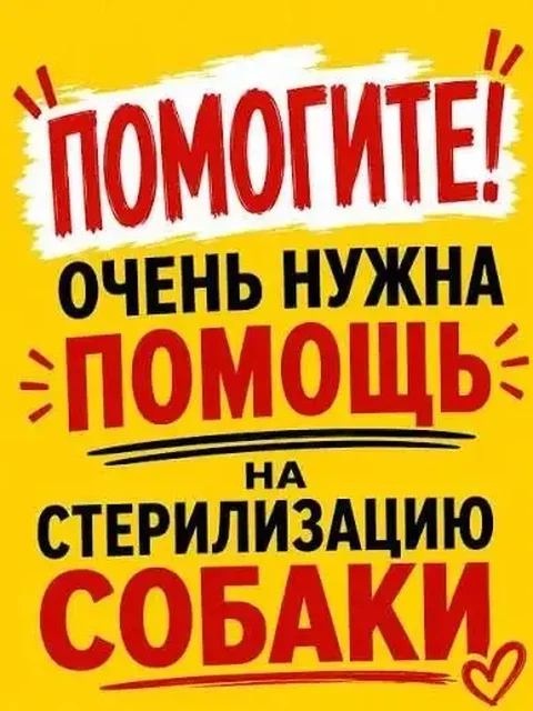 Срочный сбор на стерилизацию Чапки - Ягоды в Саратов